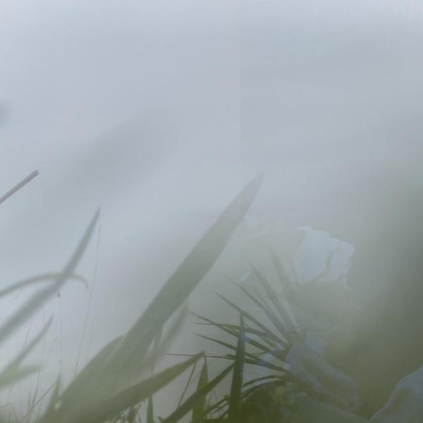 some blades of grass and fern are hiding, yet vibrant, in a wet and all encompassing mist.