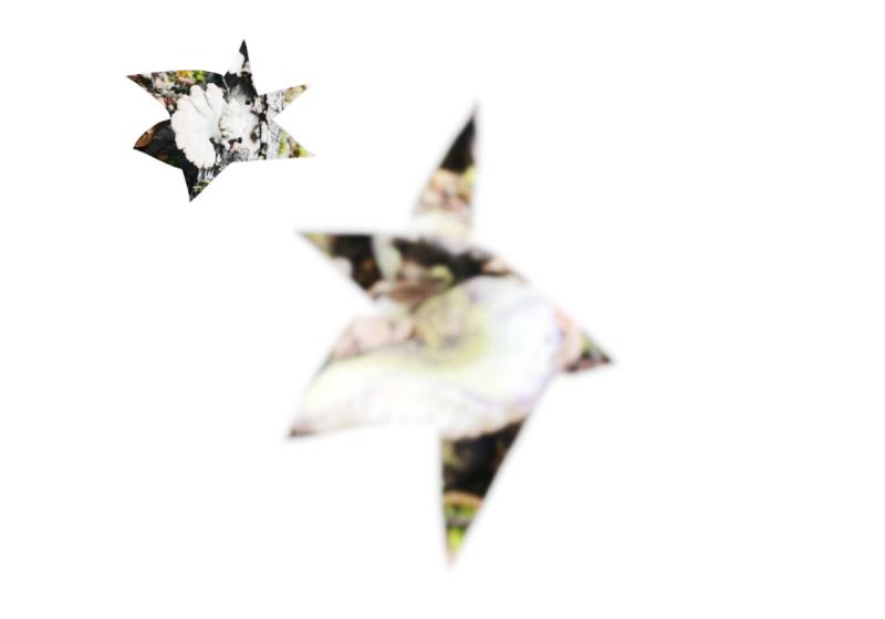 the smell of lichen comes clearly through a small area of focus. A larger area is the indistinct yet pungent bush.